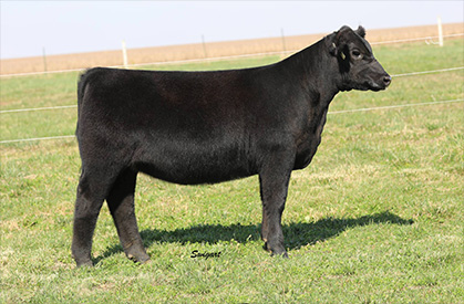 Draper For Sale