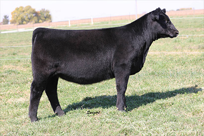 Draper For Sale