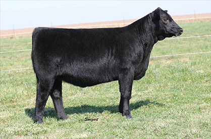 Draper For Sale