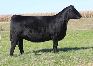 Draper For Sale