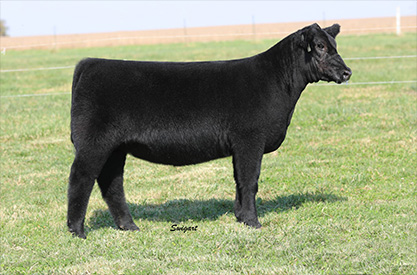 Draper For Sale
