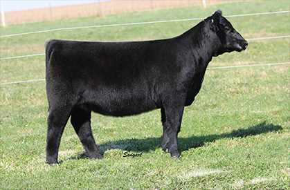 Draper For Sale