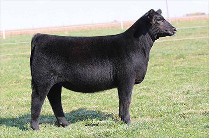 Draper For Sale