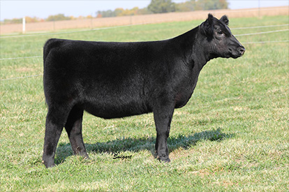 Draper For Sale