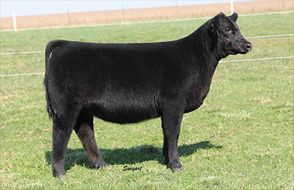 Draper For Sale