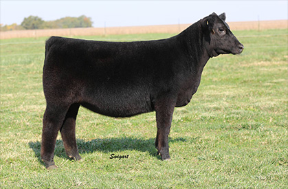 Draper For Sale