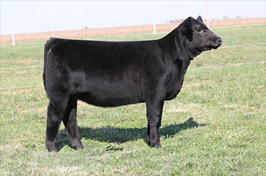 Draper For Sale