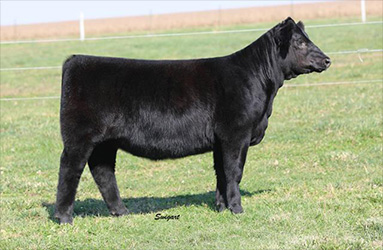 Draper For Sale